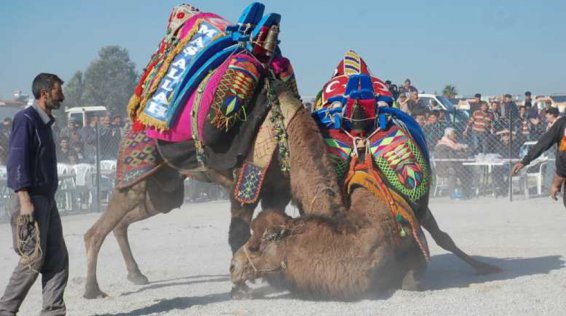 Aydın Valiliği deve güreşlerinde davul-zurnayı yasakladı…