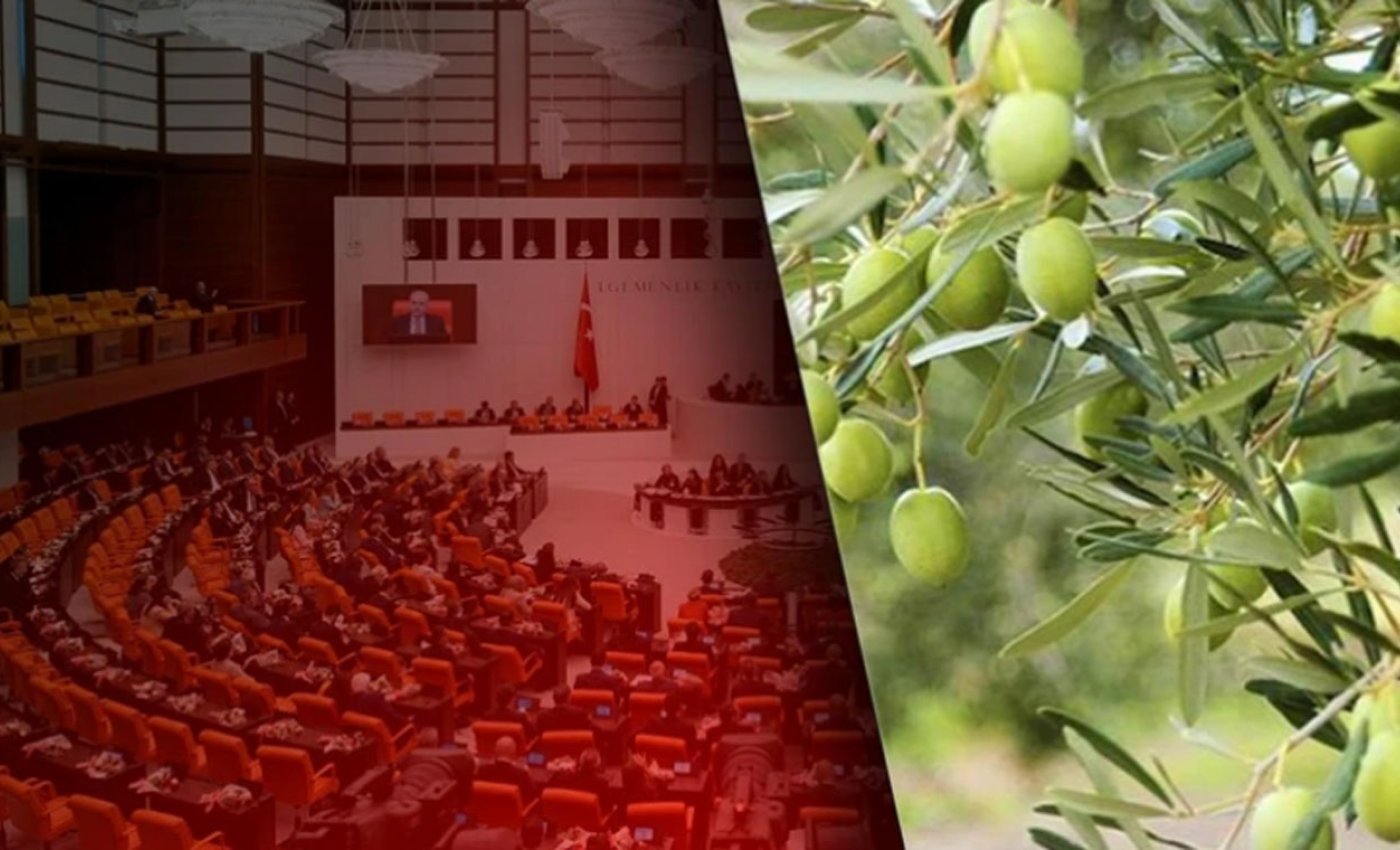 Zeytinliklerin kaderi Meclis’te çiziliyor